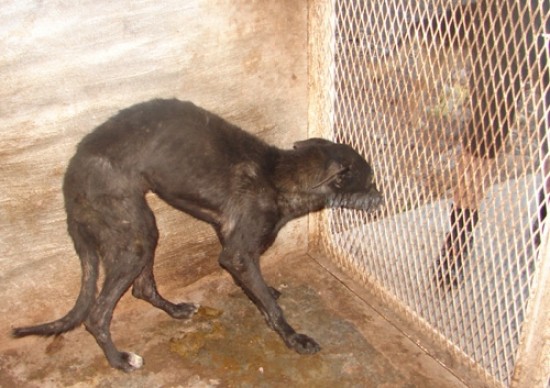 Protestan por el modo en que tratan a los animales. 