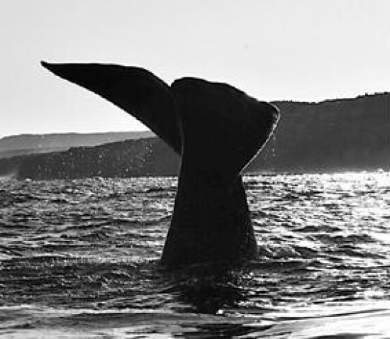 El choque de ballenas con buques es causa frecuente de muerte de los animales.