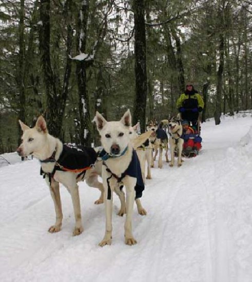 Trineos tirados por perros, otro atractivo en Chapelco.