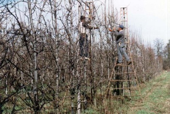 Buena parte de los productores ya acordó con el Nación. Para un grupo de pequeños chacareros habrá mecanismo de protección.