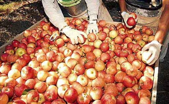 En los primeros seis meses del ao en curso las importaciones de manzanas totalizaron 636 toneladas