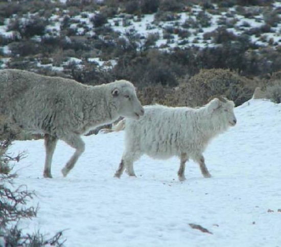 Perjuicio para unos, alegra para otros. La nieve genera optimismo en el sector rural, que el ao pasado padeci una alta mortan-dad de animales a causa de la sequa.