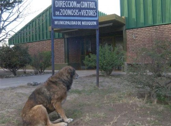 La norma de control canino es muy resistida por las entidades defensoras de los animales. 