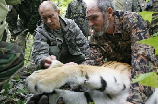El primer ministro cop la agenda meditica rusa ayudando a una tigresa en peligro de extincin.