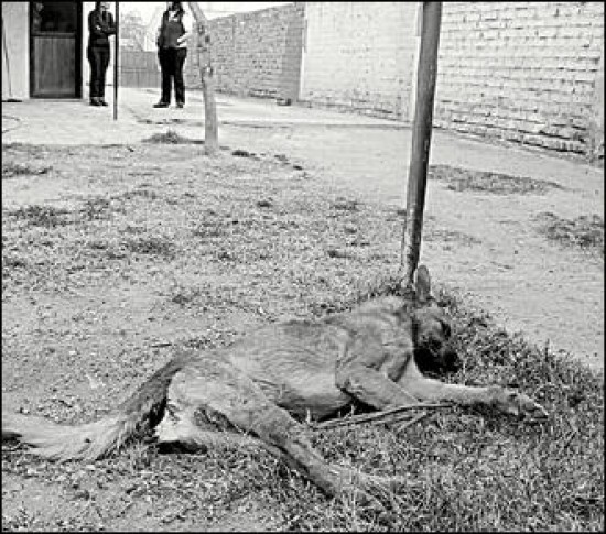 La muerte de perros y gatos ya es muy comn en los barrios de Centenario.