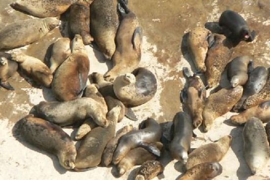 Punta Bermeja tiene la mayor cantidad de lobos marinos en el mundo.
