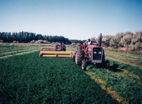 Casi 60.000 hectreas sern irrigadas con el nuevo sistema en la colonia.