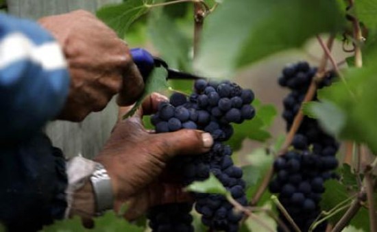 El sector vitivincola sinti los efectos de las contingen-cias climticas y necesita ayuda.