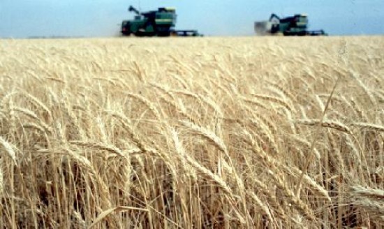 La sequía golpea de lleno los campos del país con producción de trigo.