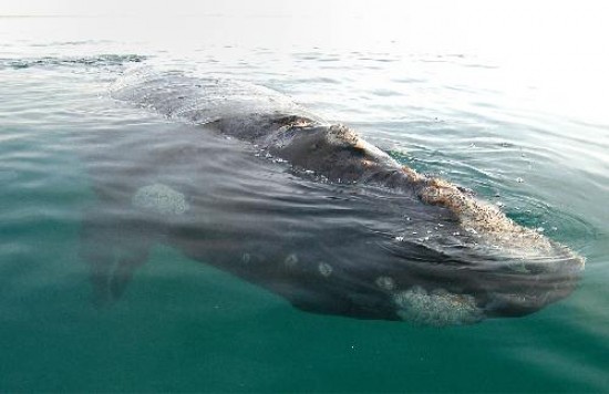 Pescadores aseguran que la presencia de ballenas en el golfo ha ido incrementándose paulatinamente. Faltan más estudios científicos que lo confirmen. Las gaviotas son muy molestas para las ballenas, pues las hieren al picotearlas.