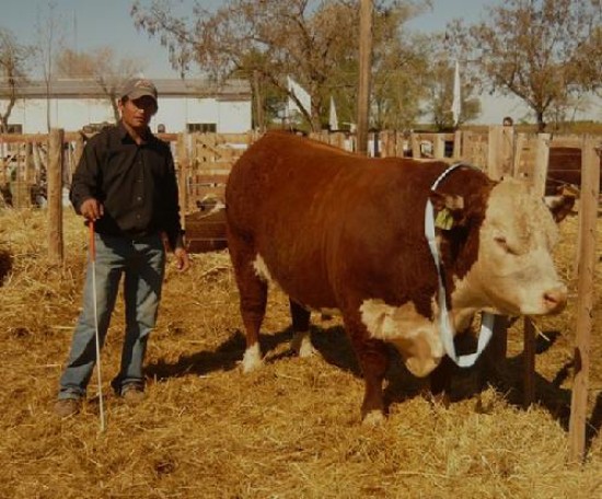 El Gran Campen Hereford lleg desde la cabaa La Paz, en Gonzlez Chvez.