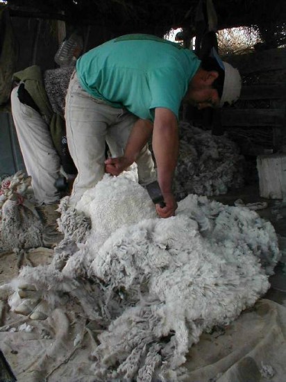 Para colmo, los precios de la lana no son los mejores a nivel internacional. 