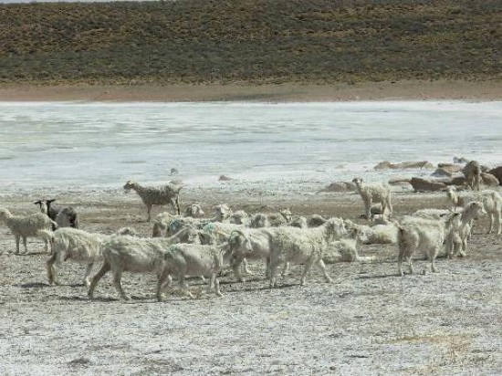 Se estima que a causa de la sequa del ao pasado, murieron unas 700.000 ovejas en Ro Negro. 