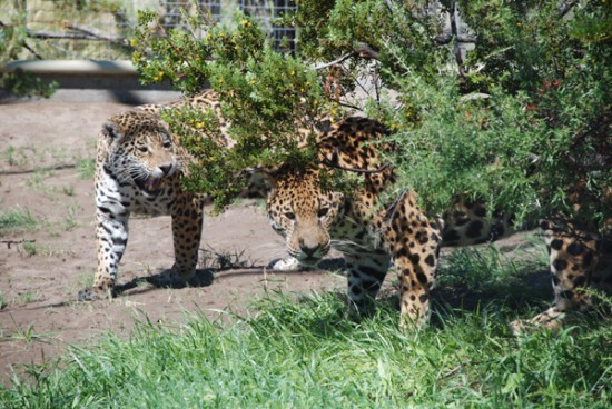 Un macho y una hembra, los ejemplares que vinieron de Montevideo a Bubalc. Viven en medio de la naturaleza