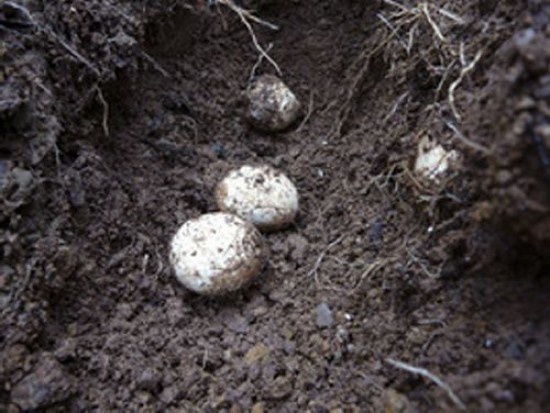 Los huevos de los tatuara fueron descubiertos por casualidad en Nueva Zelandia. 