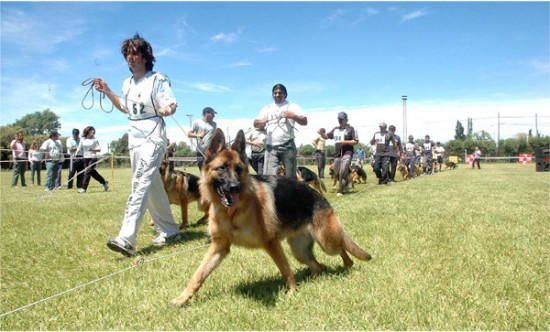 El equilibrio en el temperamento del perro ovejero alemn es una de las caractersticas que lo hacen predilecto en el trabajo y el deporte.