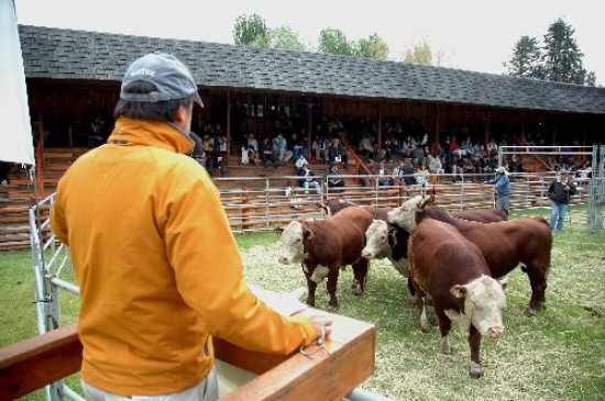 El mal tiempo condicion la presencia de pblico en la Rural de Junn de los Andes. Igual se lograron buenos precios. 