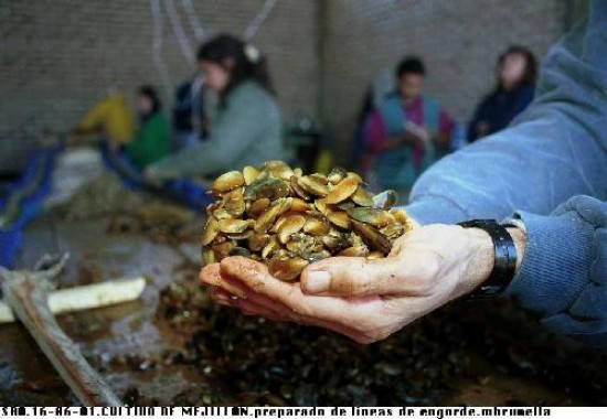 Los empresarios explicaron cmo funcionar la cra y engorde de mejillones. 