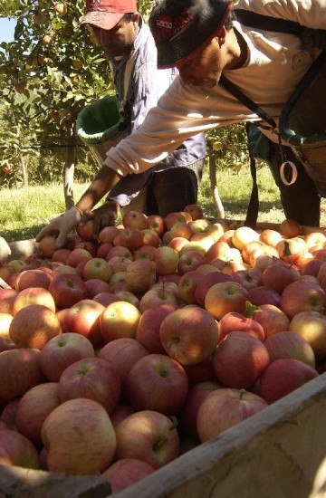 El Senasa anotar a las empresas que exportan frutas. 