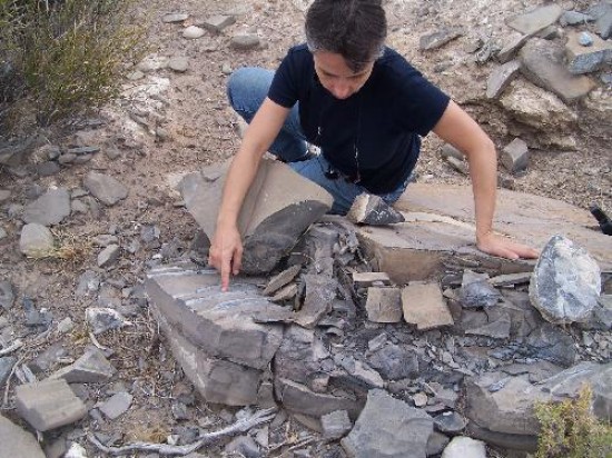 Dakosaurus, uno de los hallazgos del equipo del museo de La Plata. Los fósiles de la criatura -a la que también llaman Godzilla- se exhiben en Zapala. El experto Marcelo de la Fuente trabajando en Neuquén. Una tortuga de más de cien millones en Pampa Tril. Recreaciones de la fauna jurásica y un mapa de 150 millones de años realizado por Laura Zampatti. Zulma Gasparini, la mujer de los mares jurásicos. "Lentamente se van completando las cadenas", afirmó la especialista. 