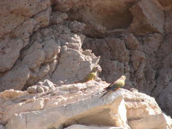 La colonia de loros ms grande del mundo se encuentra en El Cndor, a pocos kilmetros de Viedma. Cuenta con ms de 35.000 nidos. 