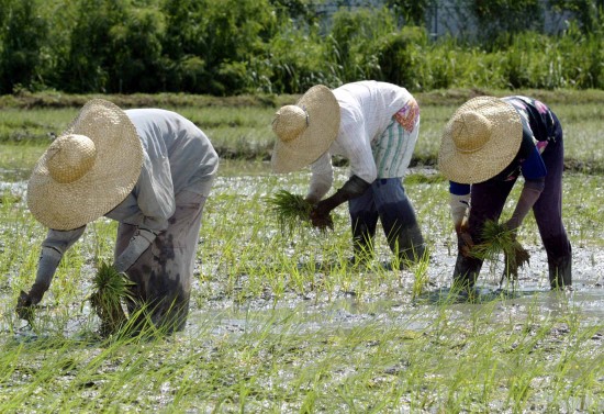 La globalizacin del mercado de tierras ms la perspectivas de beneficios generados por la produccin agrcola lleva a una mayor especulacin de transnacionales, advierten ongs. 