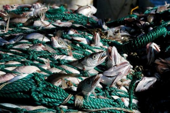 La pesca mueve recursos por millones de pesos. 