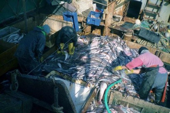 Los barcos son controlados en el puerto, pero a pesar de tener la tecnología no se verifican los lugares en que pescaron. 