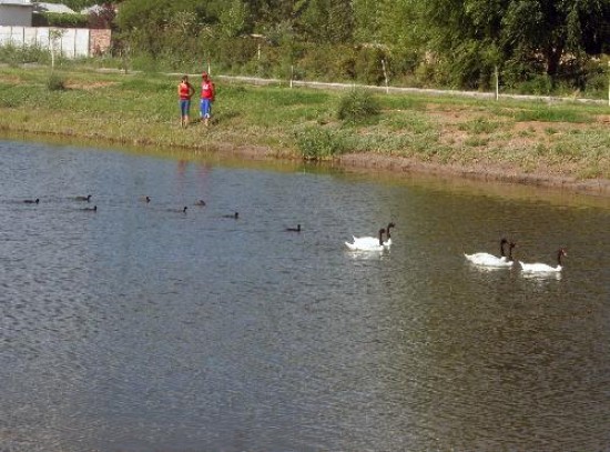 Los cisnes se convirtieron en la atraccin del Parque Laguna de Ro Colorado. 