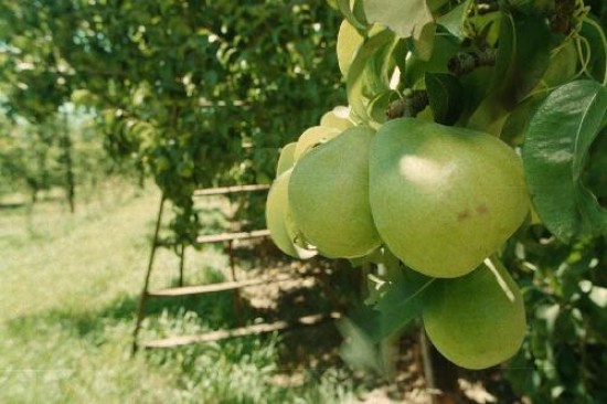 La recoleccin de peras es en la prctica el inicio formal de la cosecha frutcola en la regin. 