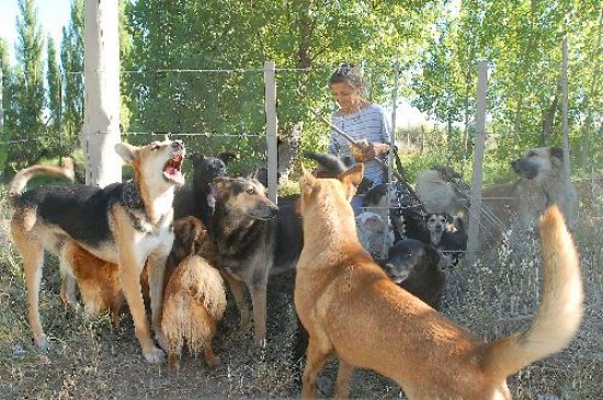 Estela Villafae dice que le faltan 50 animales y teme por la vida de todos sus 