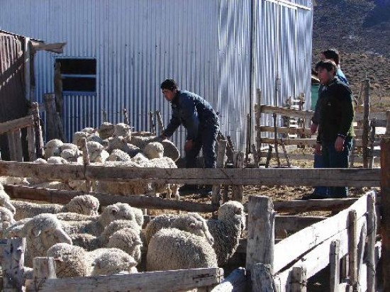 Los pequeños ganaderos buscan valor agregado y eso se consigue desde la calidad de lo que producen. La producción va directo a la Central Lanera Uruguaya. 