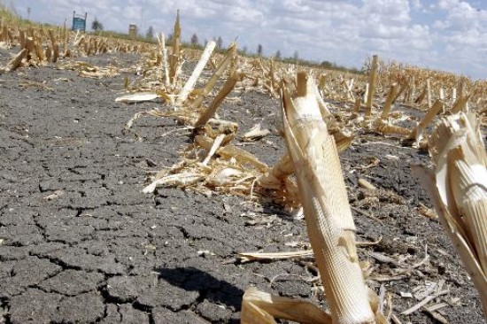 Los quebrantos por las prdidas de la cosecha suman cifras millonarias. 