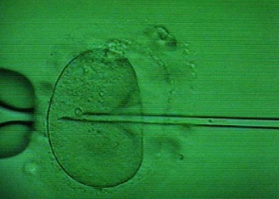 Los embriones no implantados debern ser criopreservados y resguardados sus derechos humanos, dijeron los jueces. 