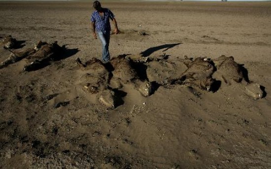 Las desoladoras imgenes de las consecuencias de la sequa, la ms dura de los ltimos 70 aos, que provoca millonarias prdidas para los productores y tambin para el Estado. Hasta ahora slo tres provincias declararon la Emergencia Agropecuaria: Entre Ros, Chaco y Buenos Aires, en parte de su superficie. 