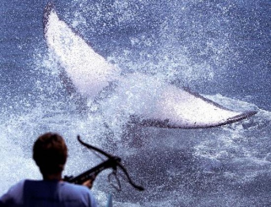 Islandia y Japn se han amparado en fines cientficos para poder cazar ballenas en los ltimos aos. 
