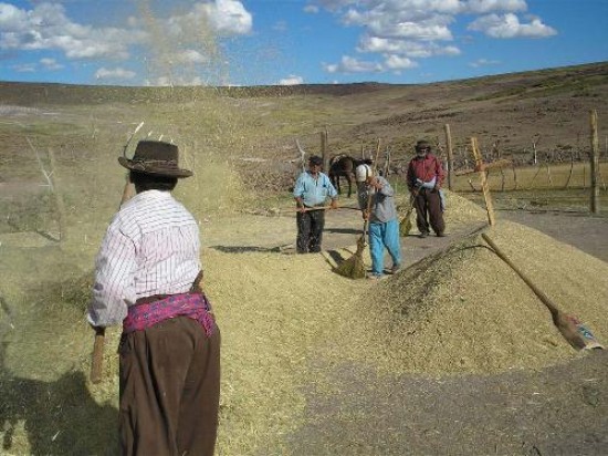 La trilla ser una de las actividades que se recrearn durante la fiesta, a la par de la molienda y el tostado. 