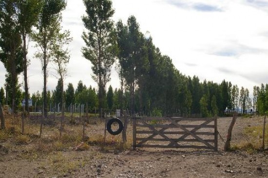 El bosque comunal de Zapala suele ser visitado por muchos vecinos en verano. 