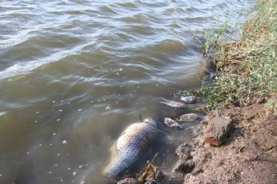 El calor o alguna sustancia seran las causas del fenmeno en Ro Colorado. 