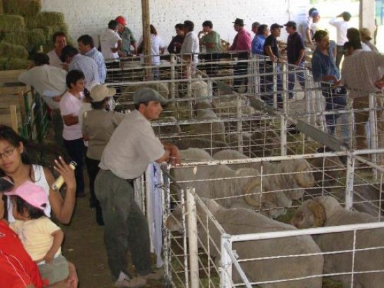 Hubo buena calidad de animales en la muestra realizada en Maquinchao. 