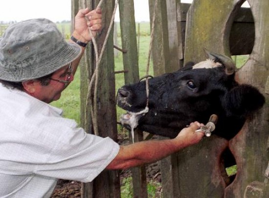 Los ganaderos creen que los animales no estn en condiciones para las vacunas. 