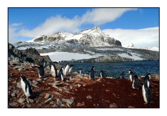 Pingüinera en la base Esperanza. Los proyectos de investigación en el continente blanco incluyen el estudio de las especies autóctonas. 
