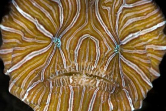 Con su extraa forma y sus fuertes colores, el pez psicodlico slo puede llamar la atencin. 