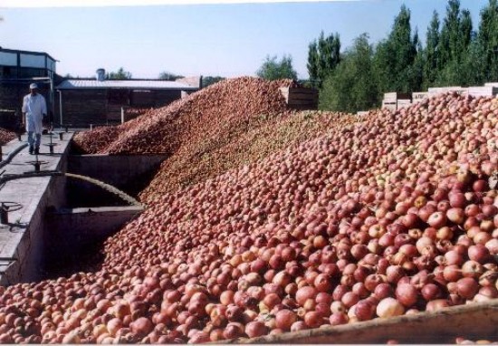 Los chacareros aseguran que les pagan 12 centavos por kilo de manzana de industria. 