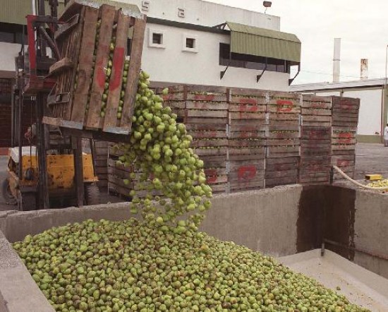 El bajo precio que paga la industria del jugo por las peras y las manzanas genera gran preocupacin en el sector frutcola. 