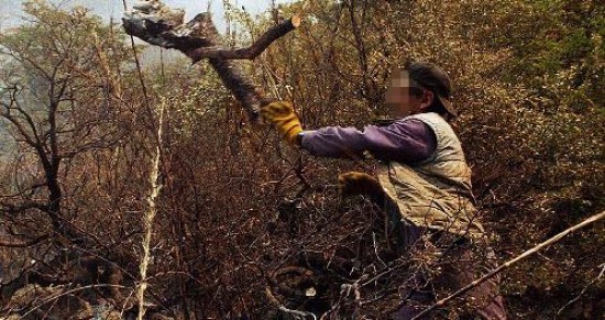 Piquillines, chaares y jarillas quedan expuestos con la nueva ley. 