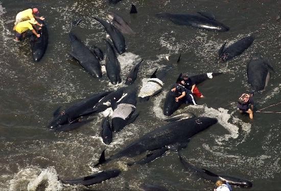 En un lento operativo se trata de salvar a las 80 ballenas varadas en Australia. 
