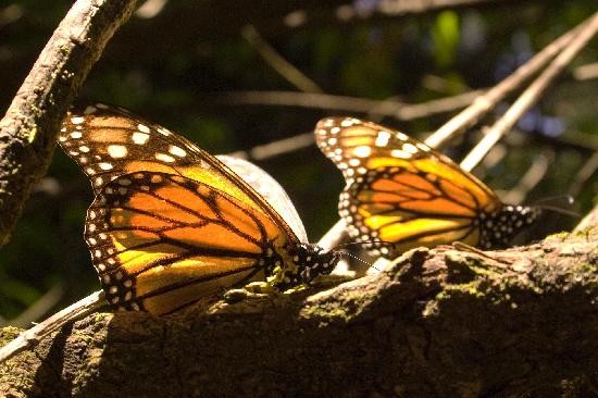 Millones de mariposas hacen estallar en estos das las copas de los rboles, al emprender su viaje. 