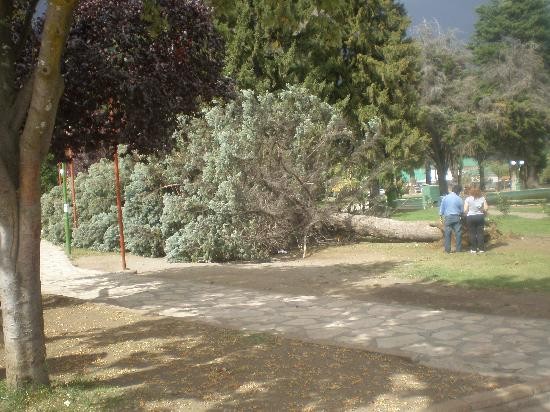 Aoso ejemplar fue derribado por las rfagas en la plaza Pagano. 