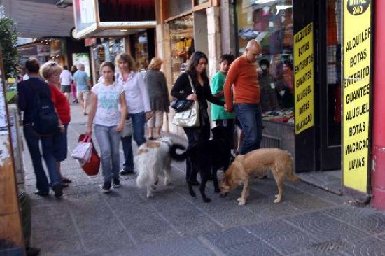 Se estima que en los ltimos aos se multiplic el nmero de canes en las calles. 